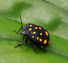Pachycoris torridus