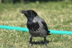 Corvus cornix