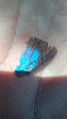 Parrhasius moctezuma