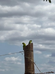 Forpus xanthopterygius