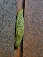 Elisolimax flavescens