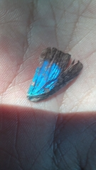 Parrhasius moctezuma