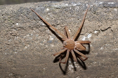 Dolomedes sulfureus