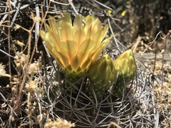 Eriosyce curvispina