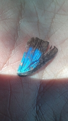 Parrhasius moctezuma