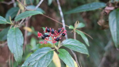Viburnum urceolatum