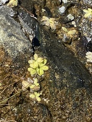 Pinguicula macroceras