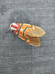 Anaxita decorata