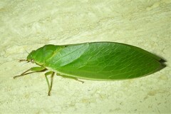 Cystosoma saundersii