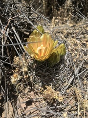 Eriosyce curvispina