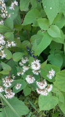 Koanophyllon longifolium