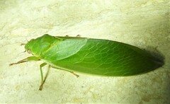 Cystosoma saundersii