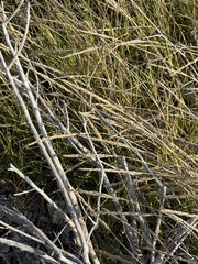 Sporobolus virginicus