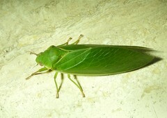 Cystosoma saundersii