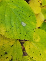 Phyllonorycter lucetiella