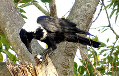 Corvus pectoralis