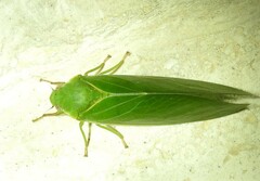 Cystosoma saundersii