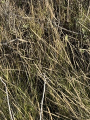 Sporobolus virginicus