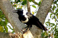 Corvus pectoralis