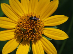 Frieseomelitta nigra