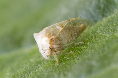 Smiliinae