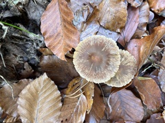 Fungi