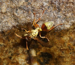 Ropalidia romandi