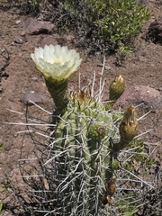 Trichocereus chiloensis