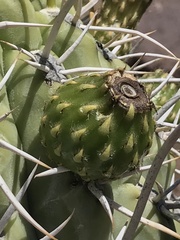Trichocereus chiloensis