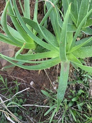 Aloe cooperi