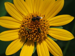 Frieseomelitta nigra