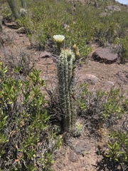 Trichocereus chiloensis