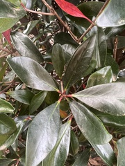 Ternstroemia
