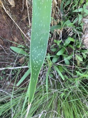 Aloe cooperi