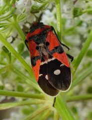 Lygaeus equestris