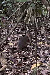 Thylogale stigmatica