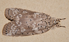 Eligma orthoxantha