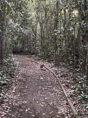 Thylogale stigmatica