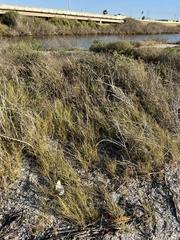 Sporobolus virginicus