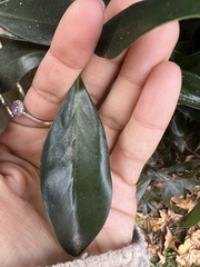 Ternstroemia