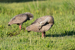Cereopsis novaehollandiae