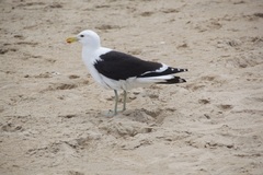 Larus dominicanus vetula