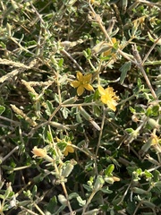 Mentzelia oligosperma