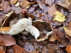 Fungi
