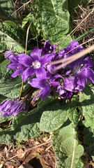 Mandragora autumnalis