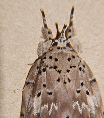 Eligma orthoxantha