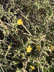 Mentzelia oligosperma