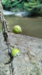 Ficus hispida