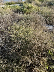 Mentzelia oligosperma