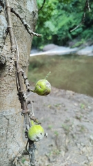 Ficus hispida